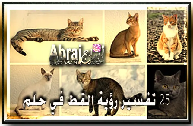 25 تفسير رؤية القط في المنام دلالات رؤية القط 5 تفسير رؤية القط في حلم