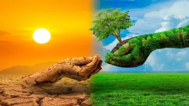 أهمية النباتات