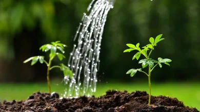 كيف تساهم النباتات في التوازن البيئي